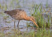 Uferschnepfe - Black-tailed Godwit  (Limosa limosa)